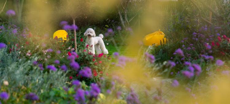 大理一月泊心海景民宿(洱海公园店)图片