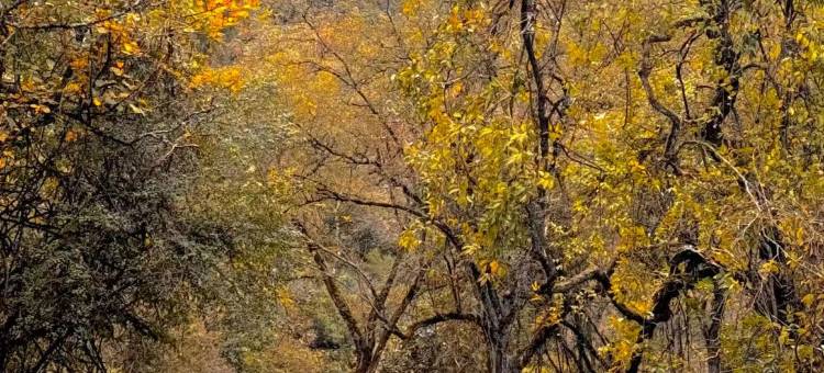 彭州宝山依荷望幽酒店图片