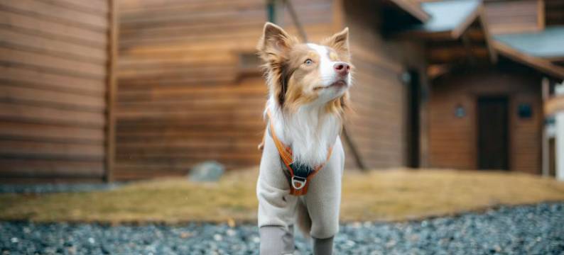 拾光·归宿木屋酒店图片