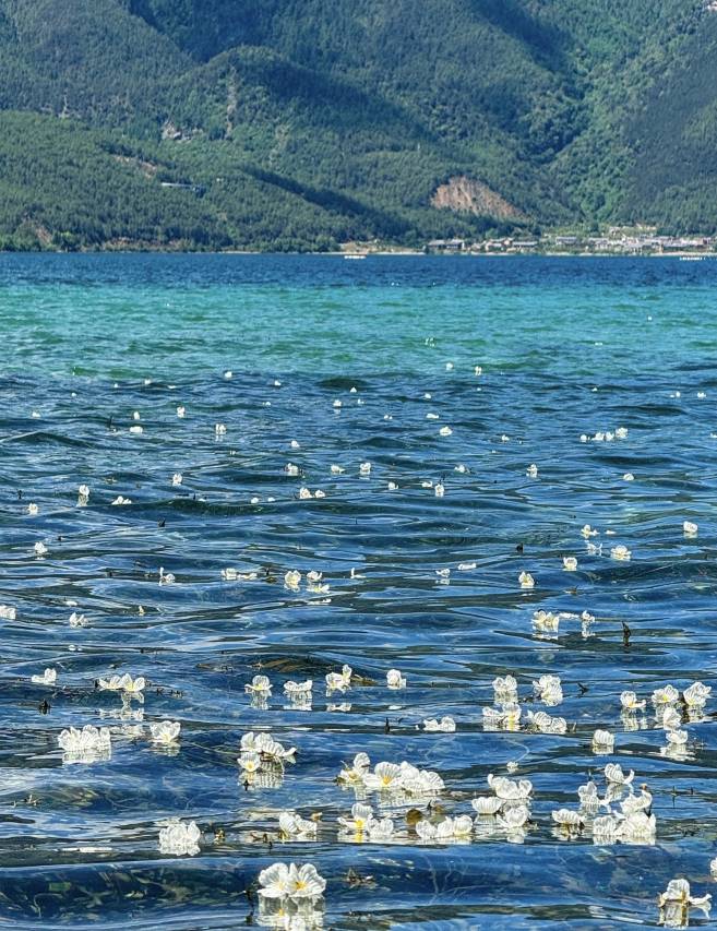 泸沽湖观山海·湖畔度假酒店(蒗放码头店)图片