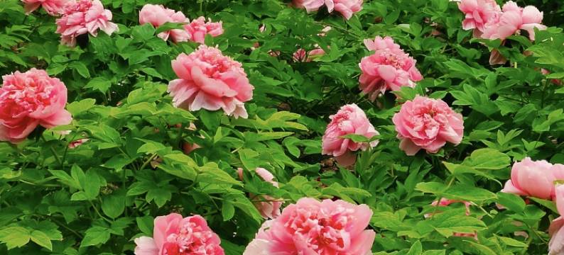 花筑·香山草堂(洛阳龙门石窟店)图片