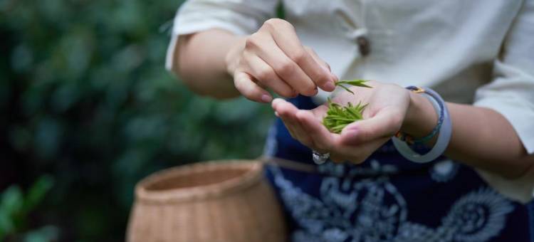 杭州法云安缦图片