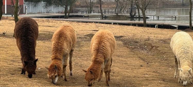 田园小憩露营基地(武汉花博汇店)图片