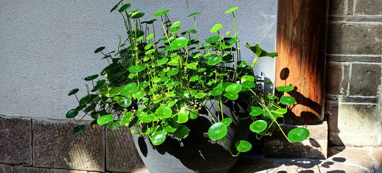 凤凰大隐千府民宿(古城店)图片