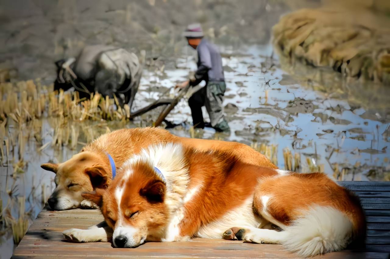 元阳梯田上精品民宿(多依树店)图片