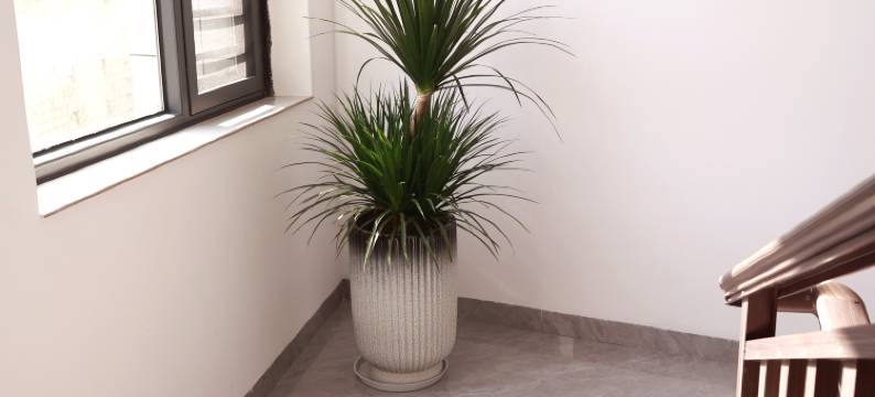 雅居大酒店(静安镇店)图片