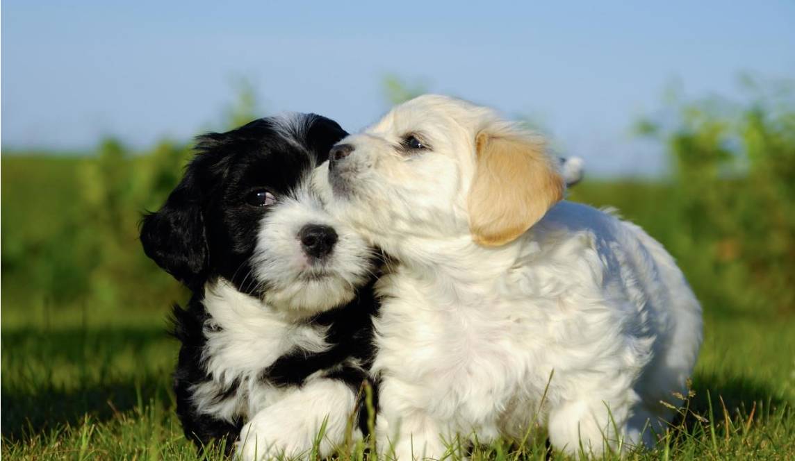 尼勒克县楠溪别院(尼勒克县文化中心店)图片