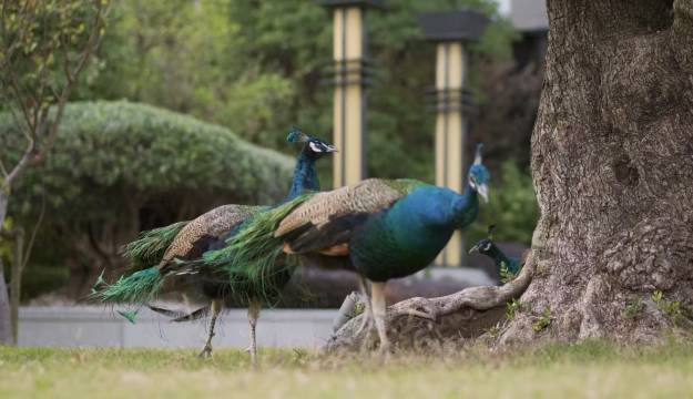 上海阿纳迪酒店图片