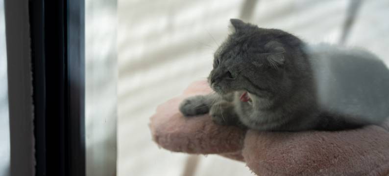 大理有期·苍山日落田园观景Villa度假民宿(洱海生态廊道店)图片