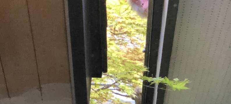 坂圣日光旅馆(Sakahijiri Nikko)图片