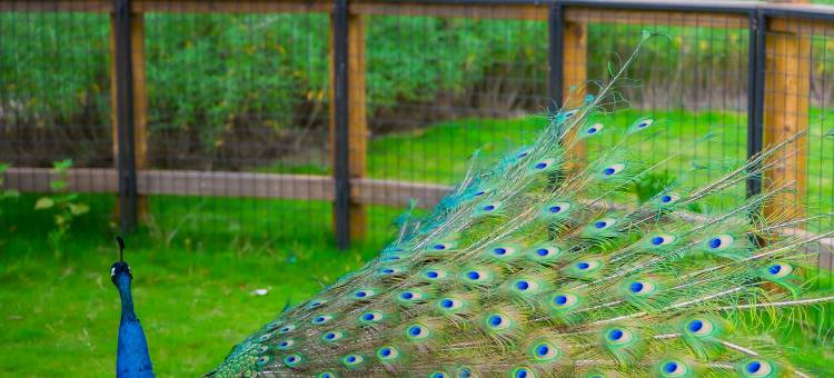 成都温江悦椿酒店图片