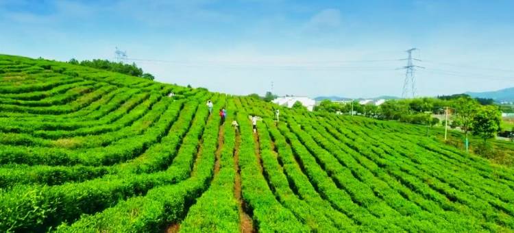 马鞍山极峰四季酒店图片