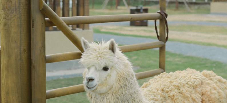 仙女山华邦酒店图片