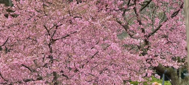 无锡华怡明都大酒店(滨湖万象汇店)图片