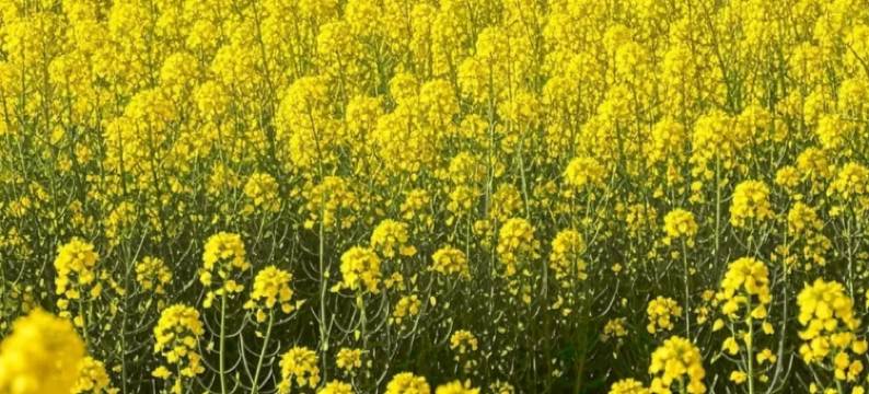 徽韵・百川茗舍·云栖望山观景民宿图片