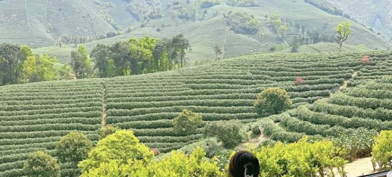 安吉云沁遥·白茶原高奢度假美墅•梅花鹿营地(白茶观景平台店)图片