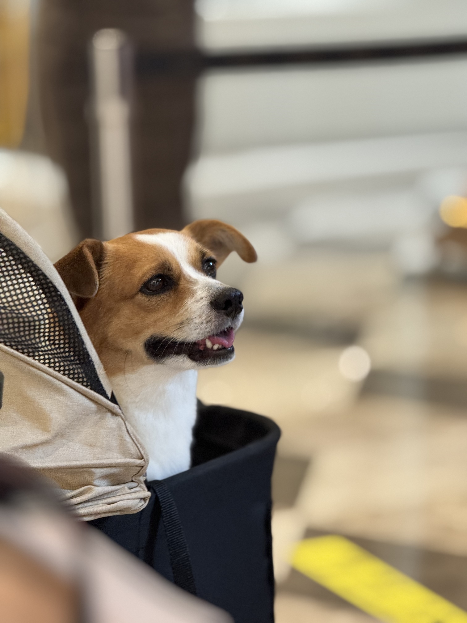 New World Shenyang Hotel Over view