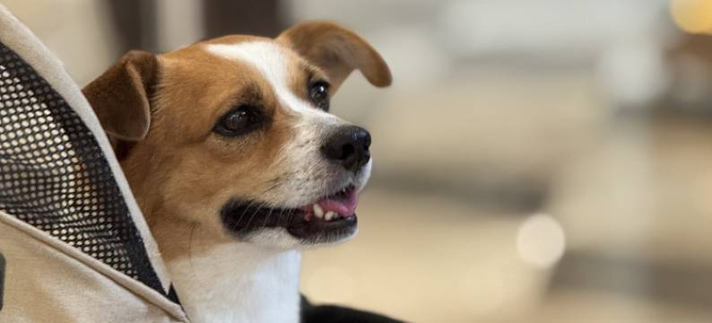 沈阳新世界酒店图片