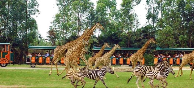喆非酒店(广州南站番禺长隆店)图片