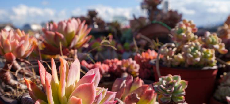 新新花园·多肉美宿家客栈(大理古城洱海店)图片