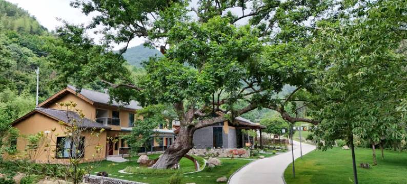 金寨春山·柳遇民宿图片