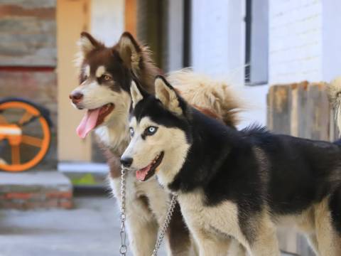 康定·乡舍｜Breathing·EtherealReverie伴山伴月居(新都桥店)图片