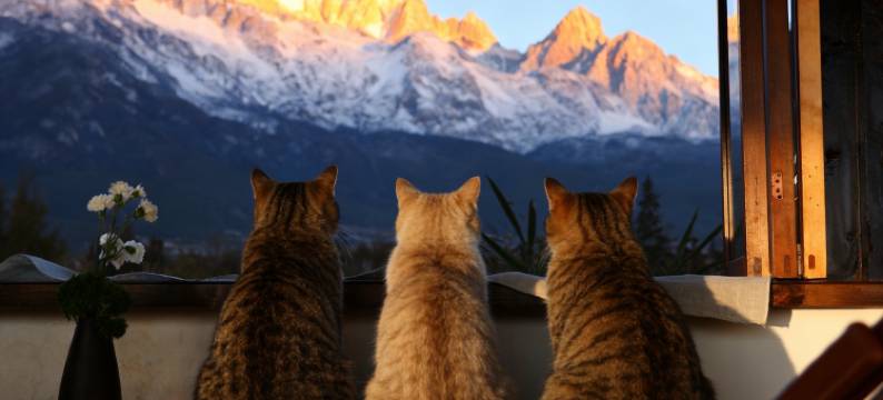 日照金山Sadhu · 善哉林间·古镇漫居｜雪山纳西秘境美宿图片