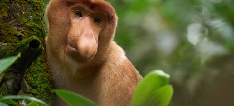 Club Med地中海俱乐部·沙巴度假村(Club Med Borneo Resort)图片