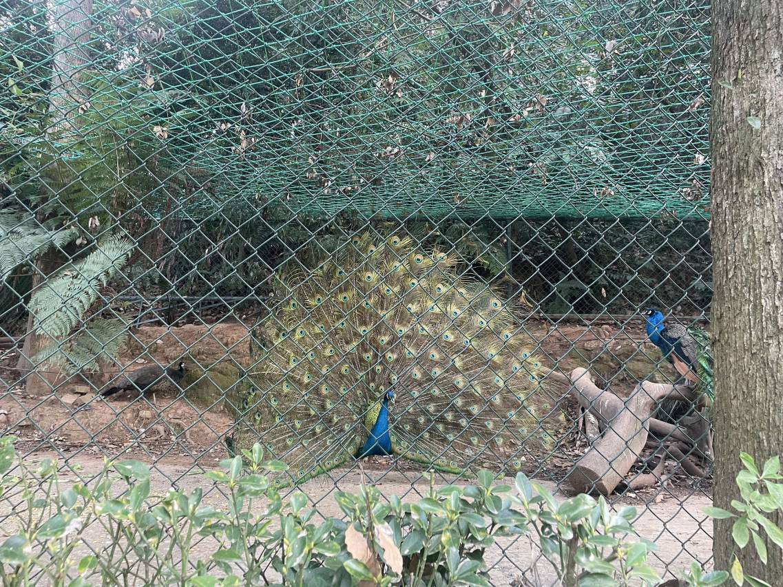 峨眉山红珠山宾馆图片