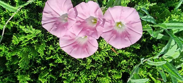 沃德阿拉丁酒店(泰安医科大学店)图片