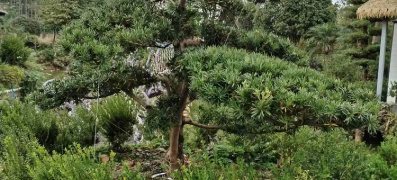 韶关德贤庄园图片