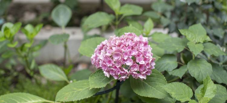 栖牛自助投影公寓(嘉州长卷店)图片