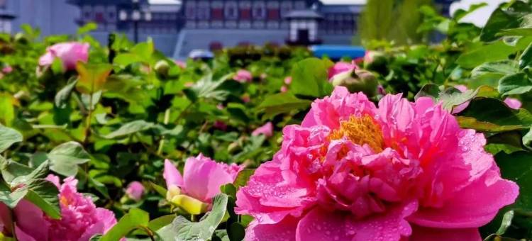 洛阳凤翔温泉酒店(龙门高铁站店)图片