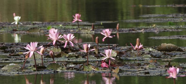 西双版纳景洪清心居青年旅舍图片