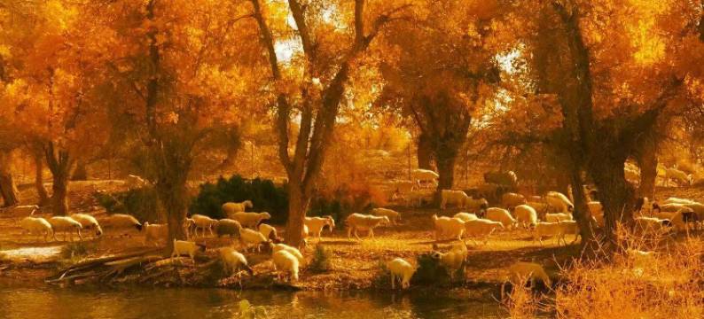 巴楚徽锦大酒店图片