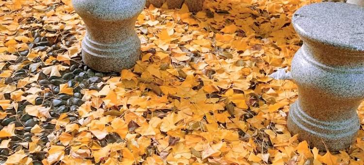 静澜枫居｜既山野·花园汤池度假庭院(毕节七星关区德溪公园店)图片