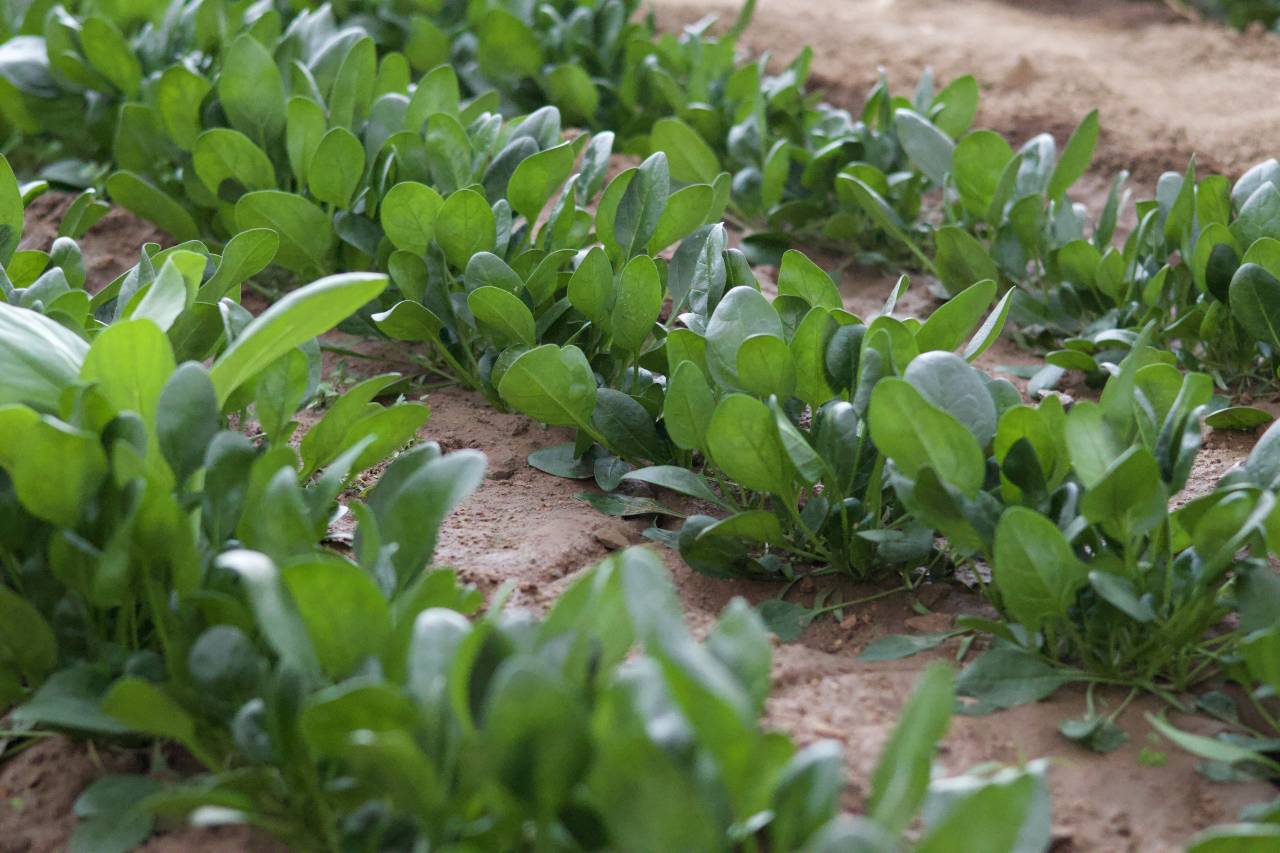 向野而生(栾川老君山景区店)图片
