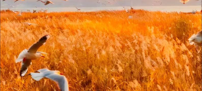 威宁蓝湾酒店(草海北坡生态公园会展中心店)图片