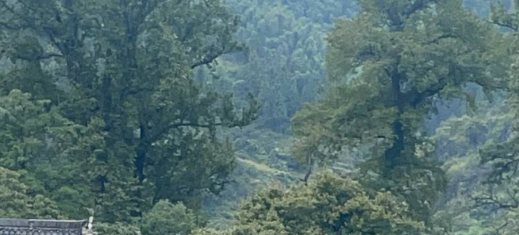 婺源枫隐山居图片