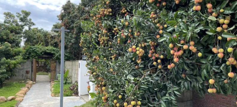 博罗遇见荔院民宿图片