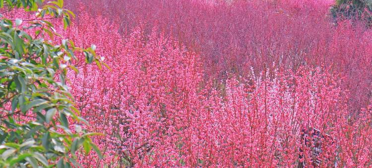 梅苑壹号民宿图片
