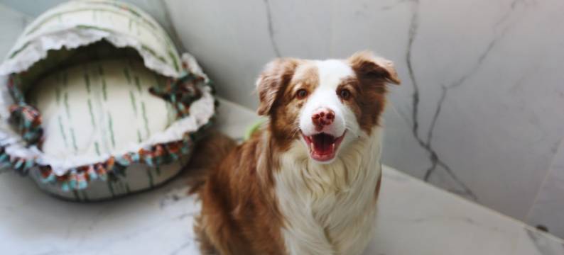 赛里木湖水云杉度假酒店图片