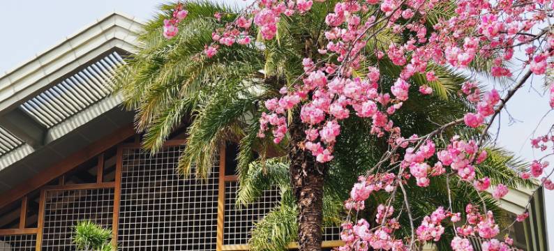 昆明洲际酒店图片