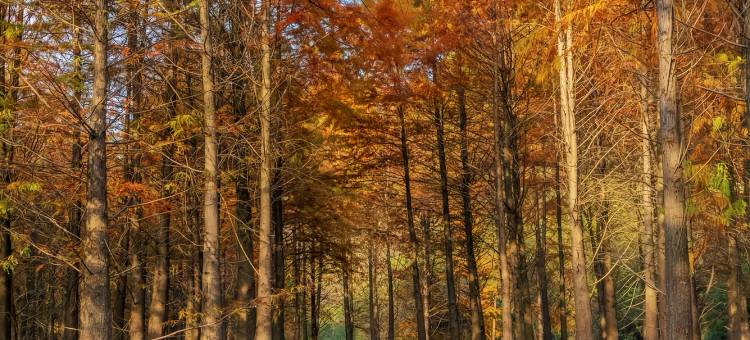 半亩梯田星空泳池度假美宿(皖南川藏线店)图片