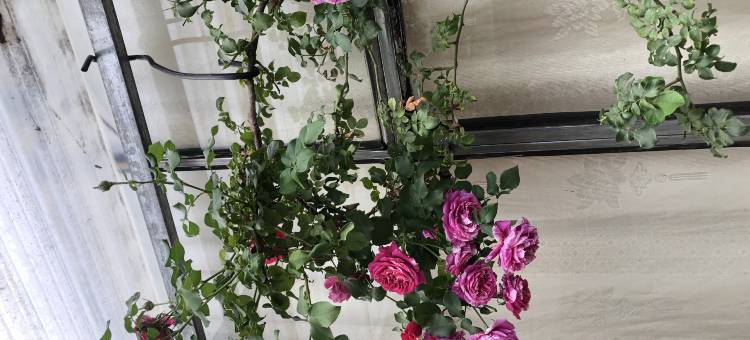 迭部珠曼措民宿图片