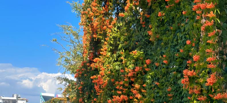 有间花园・Bloom Lodge庭咖・360°野奢度假别墅(腾冲旅游客运站店)图片