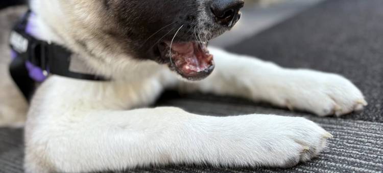 巴恩斯利坦克斯利庄园美居酒店(Mercure Barnsley Tankersley Manor Hotel)图片