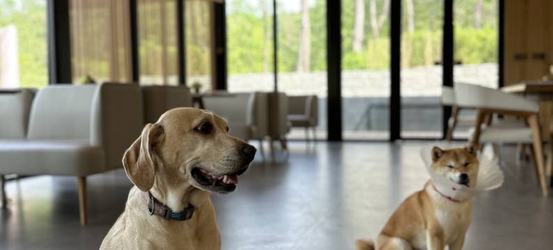 泊心域·牧星营地图片