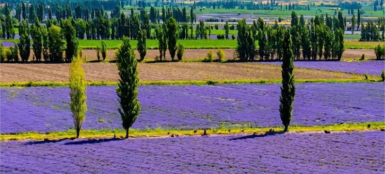 霍城丽湾酒店(清水河店)图片