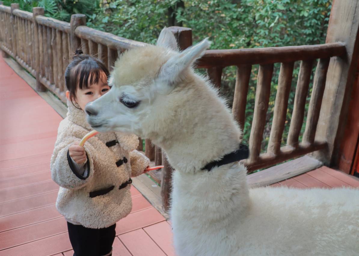 黄龙溪华侨城欢乐田园野趣酒店图片